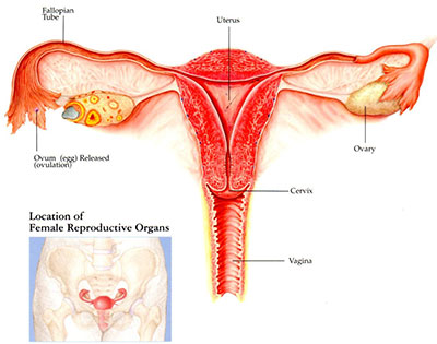 frozen-egg-bank-female-reproductive-organs
