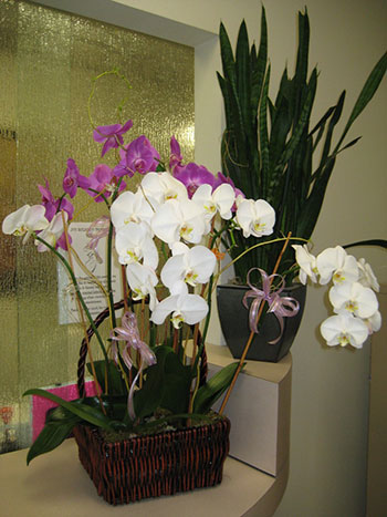 frozen-egg-bank-orchids