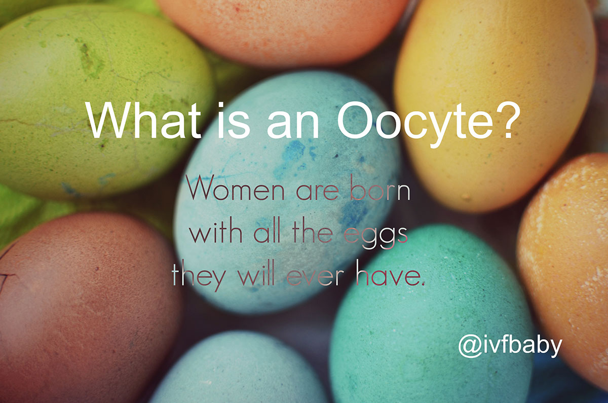What is an Oocyte?